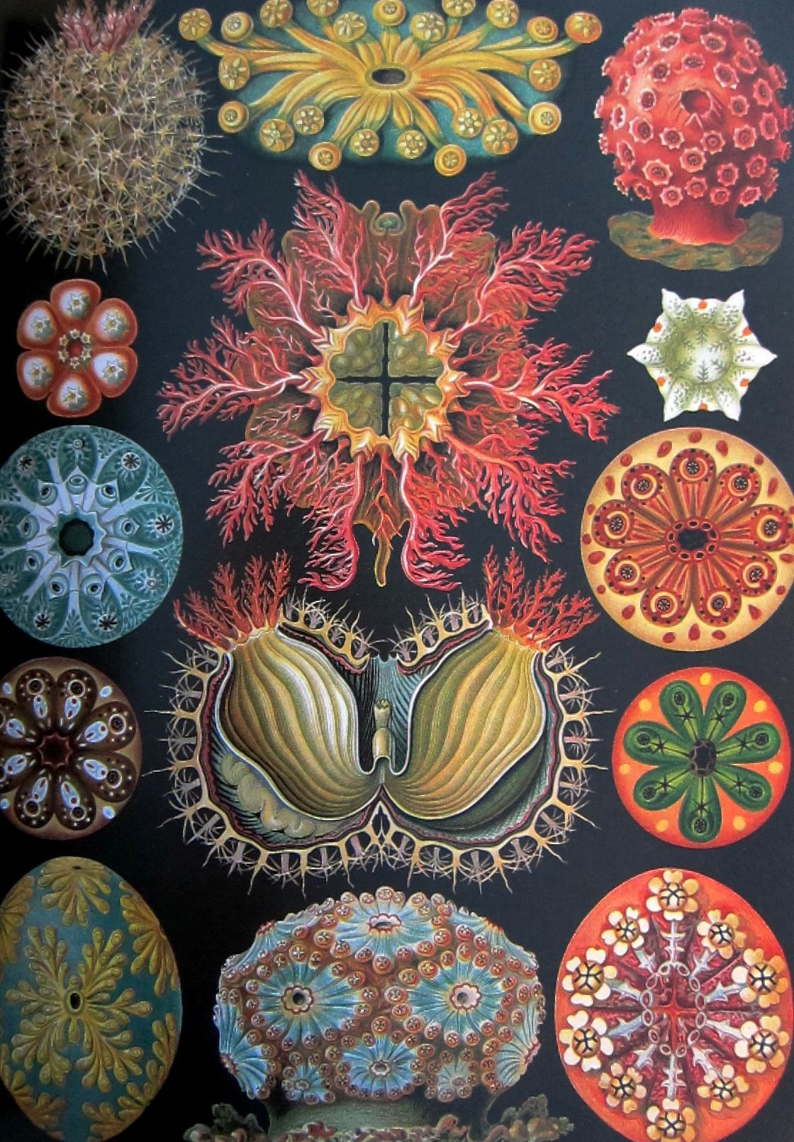 Ernst Haeckel Art Forms Of Nature Print Micro M Real Groovy